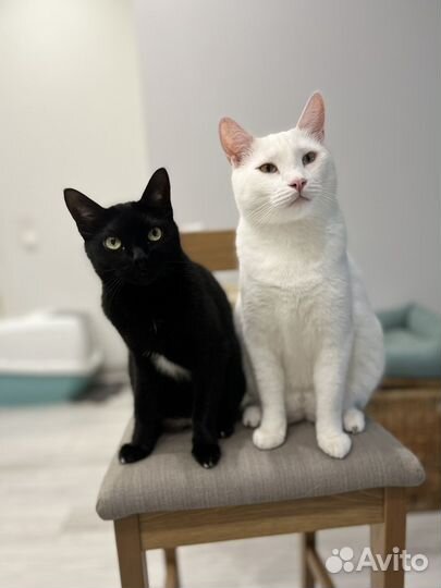 Коты отдам в добрые руки