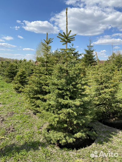 Ель колючая сизая