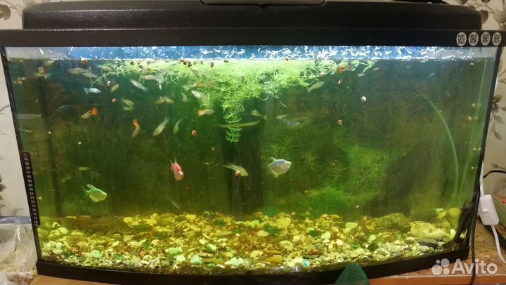 Аквариум