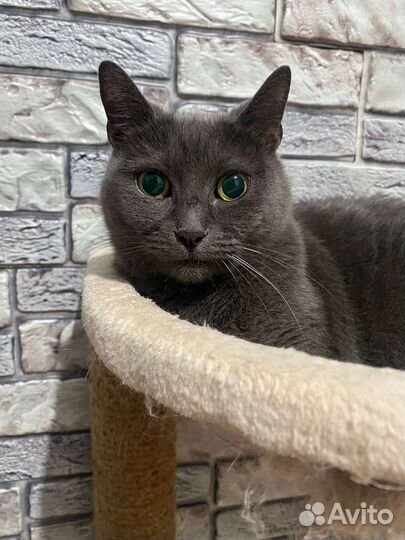 Слепая кошка с приюта