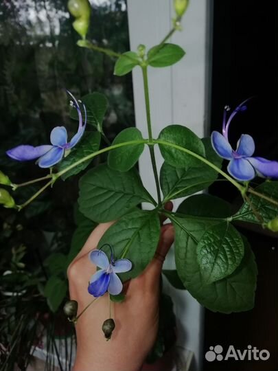 Клеродендрумы