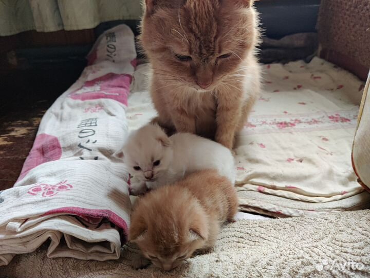 Кошечки в добрые руки