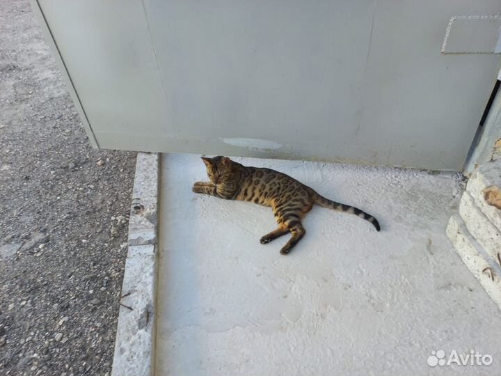 Бенгальский кот