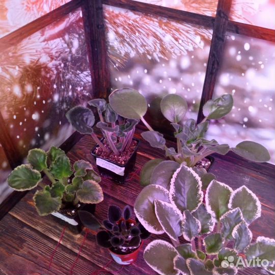 Детки сортовых фиалок