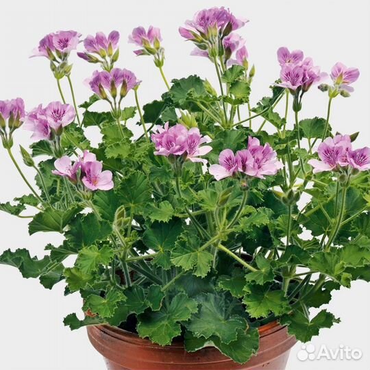 Душистая пеларгония с ароматом кока-колы