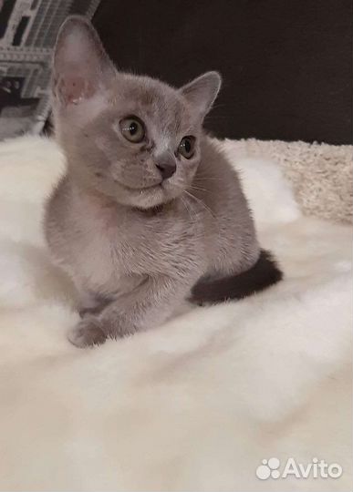 Бурманские малыши