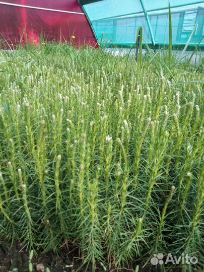 Саженцы ели зкс от производителя