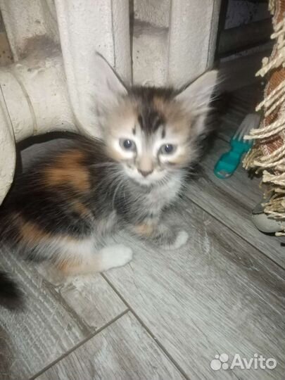 Кошки и коты бесплатно