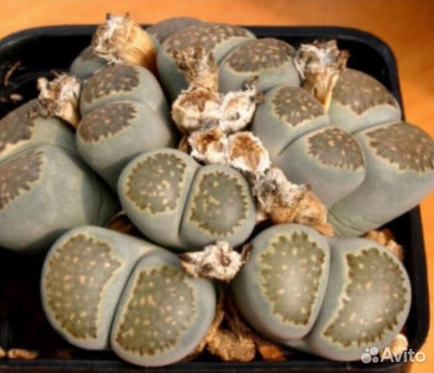 Литопсы живые камни