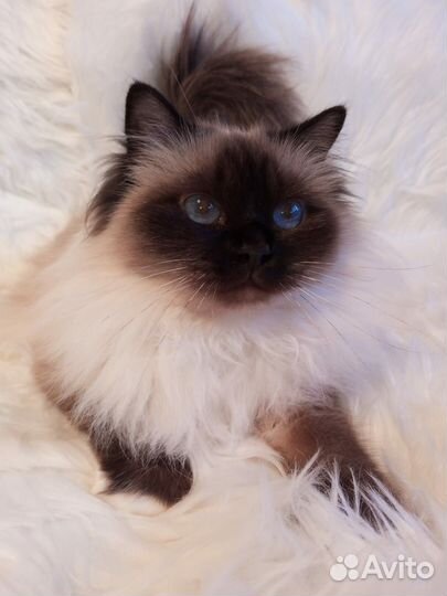 Священная бирма-девочка