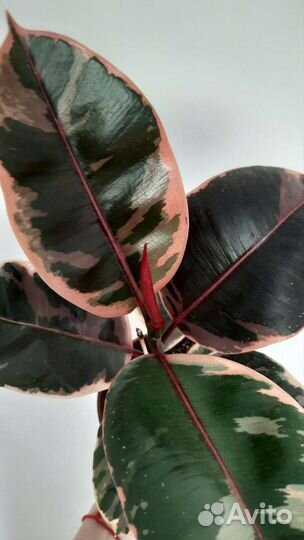 Фикус каучуконосный эластика Белиз и Тинеке