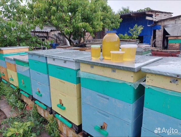 Пчелы пчелосемьи улья пасека