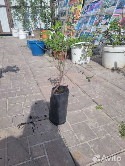 Яблони,груши,черешня