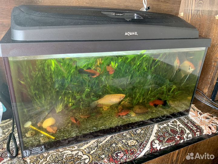 Продам Аквариум с рыбками