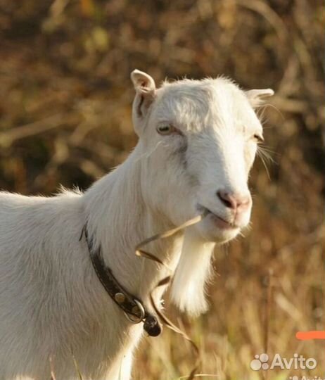 Козочка Ламанча