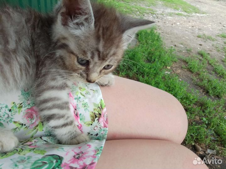 Кот обычный ласковый игривый любит детей