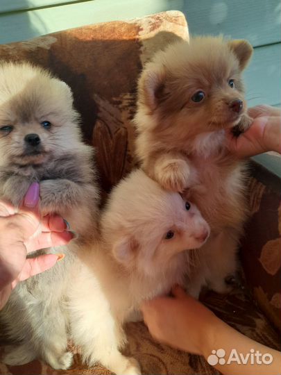 Щенки шпица