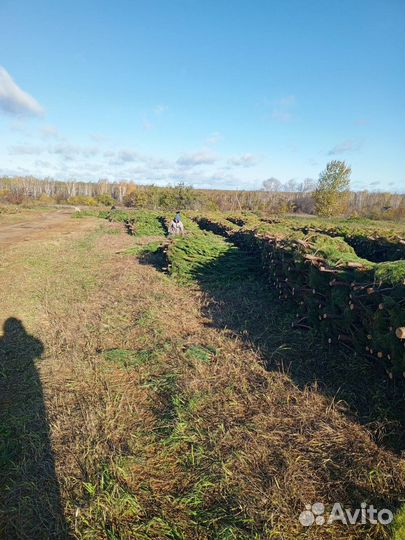 Сосна елка живая оптом новогодняя