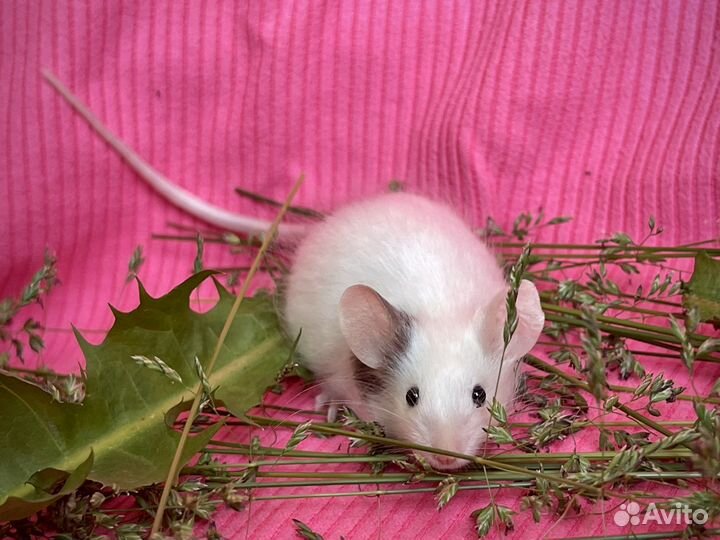 Декоративные сатиновые мыши