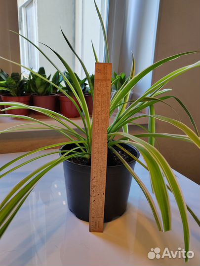 Хлорофитум