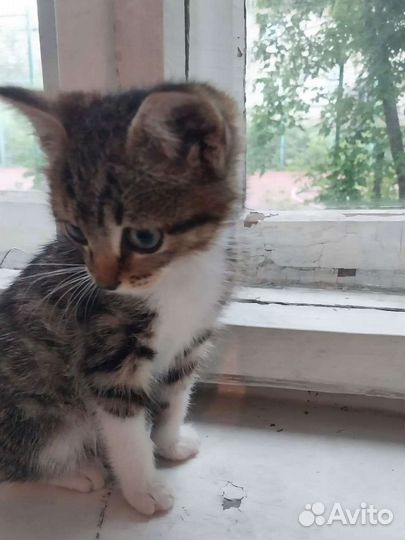 Котята ищут дом