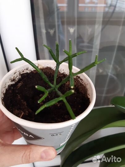 Хатиора в стаканчике домашнее растение