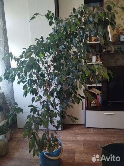 Фикус бенджамина большой