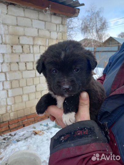 Щенки в добрые руки отдам бесплатно