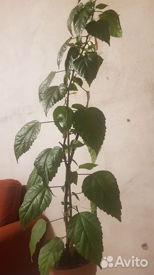 Китайская роза