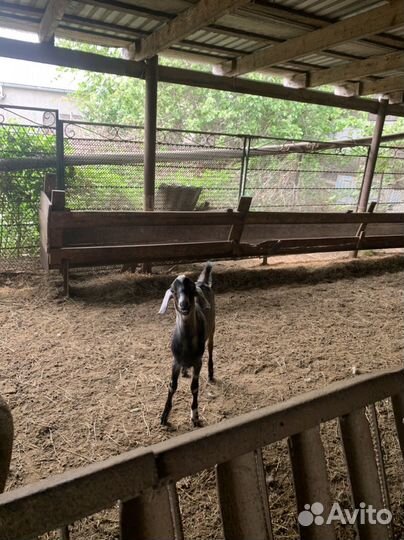 Нубийские козлики и козочки