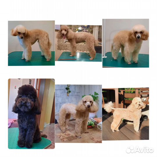 Груминг. Стрижка, вычес собак и кошек