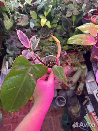 Филодендрон медуза