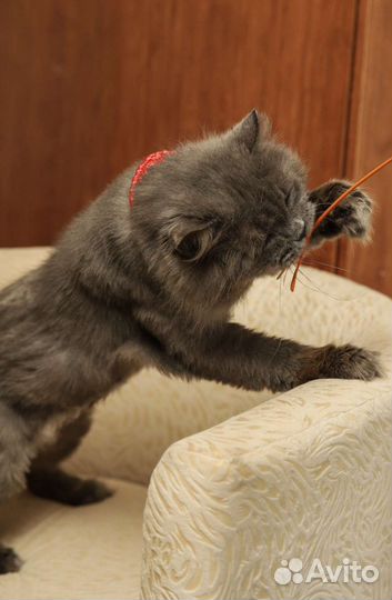 Кошка в дар
