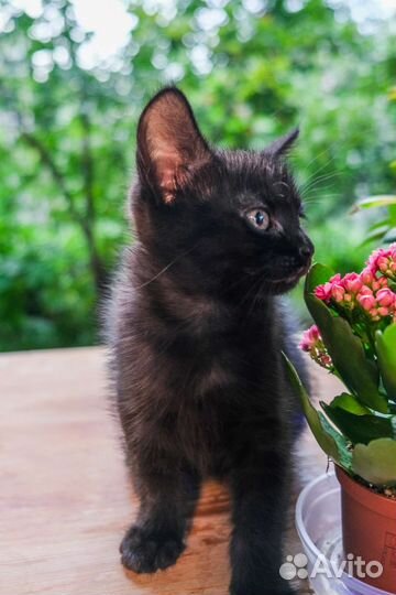 Котята-хранители, будущие защитники хозяина и дома