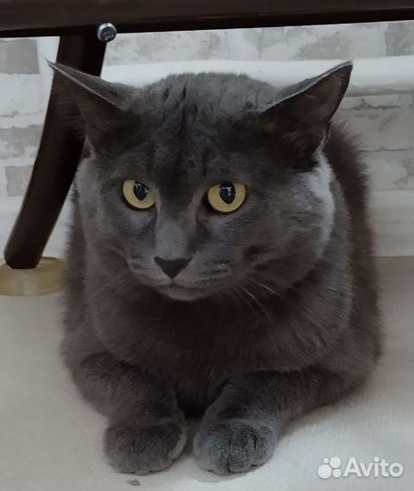 Кот