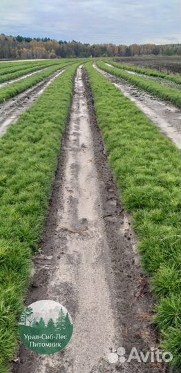 Сеянцы зкс Сосна Ель Лиственница окс Голуб Горн