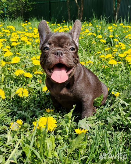 Великолепные шоколадные, голубые лиловые, Французы