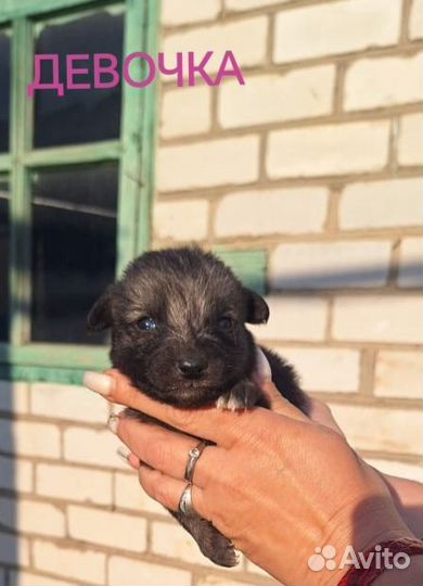 Щенки в добрые руки