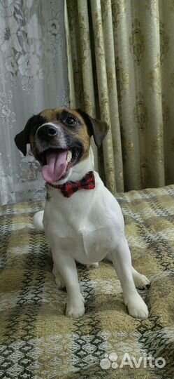 Вязка кобель джек рассел