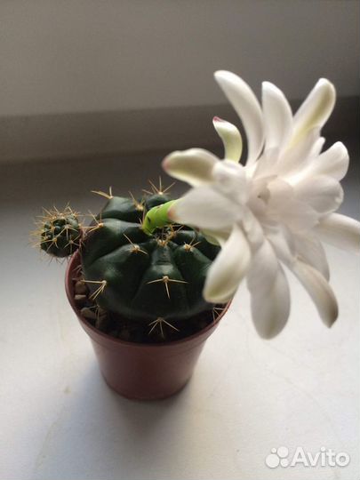 Кактус гимнокалициум