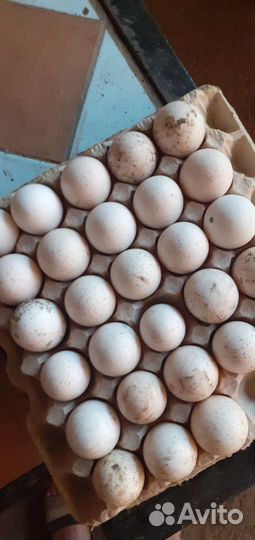 Инкубационное яйцо индейки