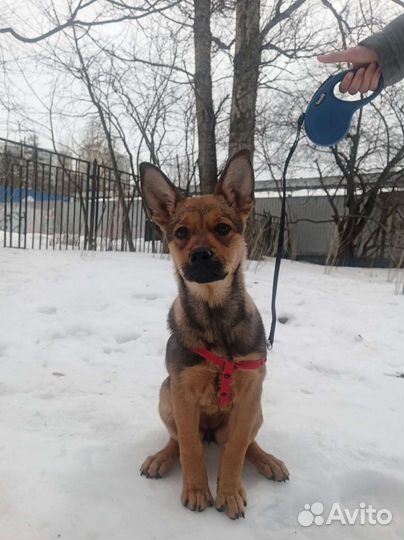 Собака бесплатно в добрые руки