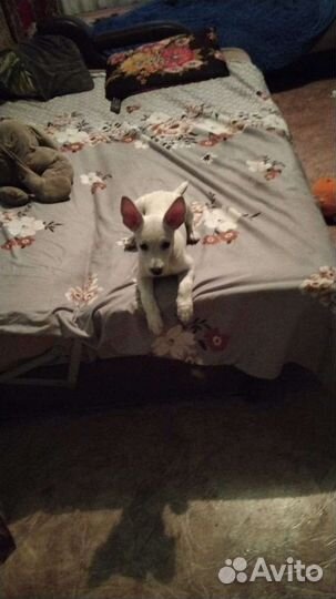 Собака в добрые руки отдам бесплатно