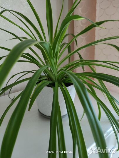 Хлорофитум