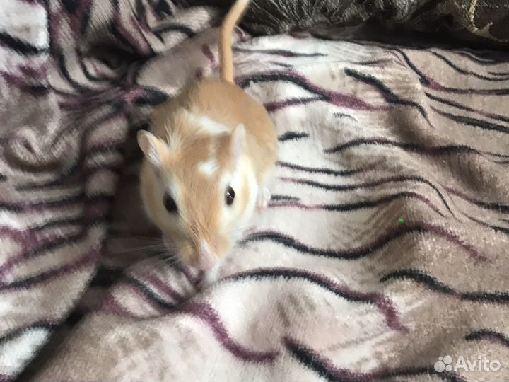 Песчанка вязка