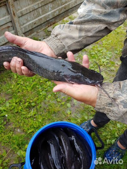 Рыба рыбалка