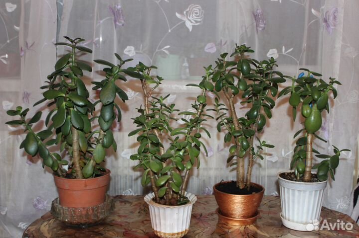 Денежное дерево