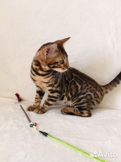 Бенгальская кошечка