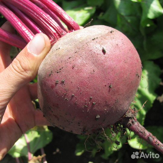 Семенa cвеклы дeтpoит оптом