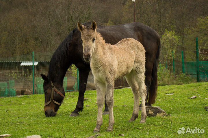 В продаже лошадь